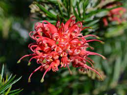 Grevillea Juniper Rose