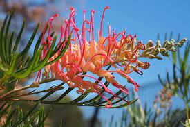 Grevillea Showtime