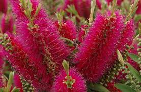 Callistemon Western Glory 5lt