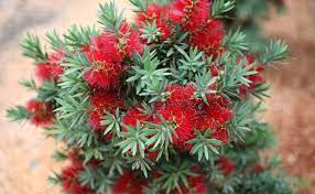 Callistemon Wee Johnnie 14cm