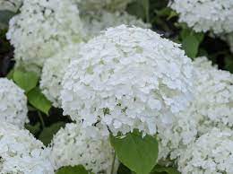 Hydrangea Annabelle 20cm