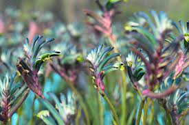 Kangaroo Paw Celebrations Cocktail