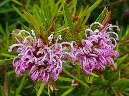 Grevillea Amethyst 140mm