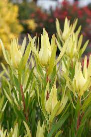 Leucadendron Inca Gold