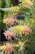 Grevillea Gelato Dream