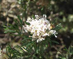 Grevillea Crithmifolia