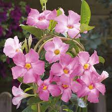 Mandevilla Pretty Rose Pink 5lt