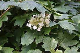 Hydrangea Oak Leaf 200mm