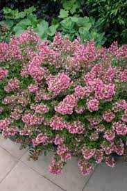 Escallonia Hedge With Edge Of Dark Pink 170mm