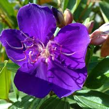 Tibouchina Alstonville 180ml