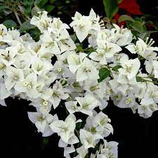 Bougainvillea White Cascade 5lt