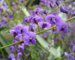 Hardenbergia Happy Wanderer 5lt