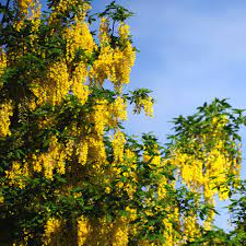 Golden Chain Tree
