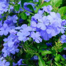 Plumbago Royal Cape 5lt