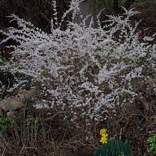 Abeliophyllum Distichum White Forsythia 200mm