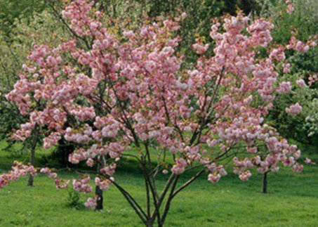 Pink Perfection Flowering Cherry