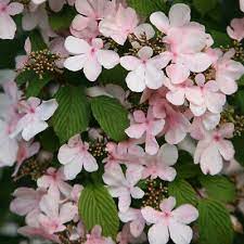 Viburnum Plicatum Pink 200mm