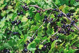 Black Currant 200mm