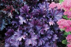 Heuchera Forever Purple 170mm