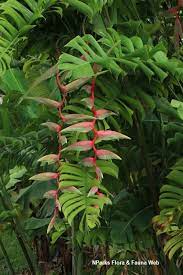 Heliconia Chartacea Sexy Pink 200mm