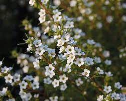 Colemnema Album - White Diosma 140mm