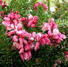 Grevillea Woolly Bear Hero