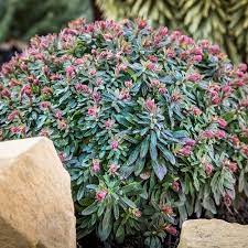 Euphorbia Ascot Liliput 170mm