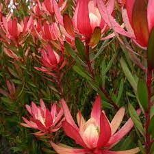 Leucadendron Safari Sunset 140mm