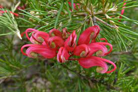 Grevillea Scarlet Sprite