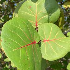 Coccoloba Uvifera