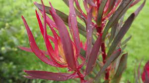 Leucadendron Gypsy Red 140mm