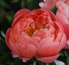 Coral Charm Peony 200mm