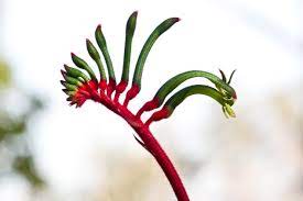 Kangaroo Paw Mangiesii