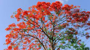 Brachychiton Flame Tree 30lt