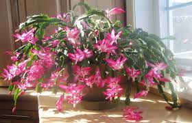 Schlumbergera Truncata Carnival 140mm