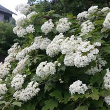 Hydrangea Snowflake 20cm