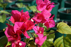 Bouganvillea Crimson Jewel