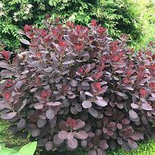 Cotinus Royal Purple Smokebush 200mm