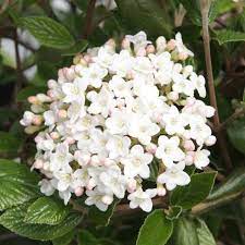 Viburnum Burkwoodii 200mm