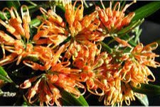 Grevillea Apricot Glow 5lt