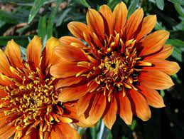 Gazania Sunset Jane 140mm