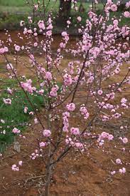 Pink Royale Dwarf Flowering Peach 8lt