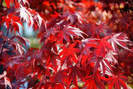 Acer Palmatum Fireglow 200mm