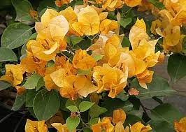 Bouganvillea California Gold