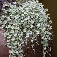 Dichondra Silver Falls