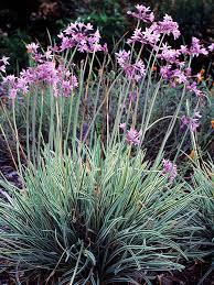 Tulbaghia Violacea Veriegata