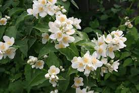 Philadelphus Mexicanus Mock Orange 200mm