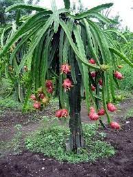 Red Dragon Fruit 200mm