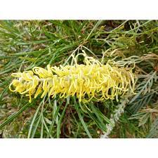 Grevillea Golden Yu Lo