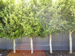 Ficus Hilli Flash